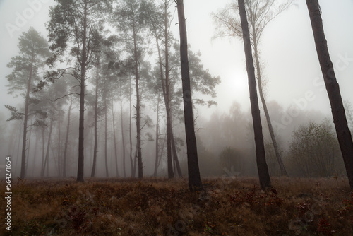 Fog in the autumn pine forest
