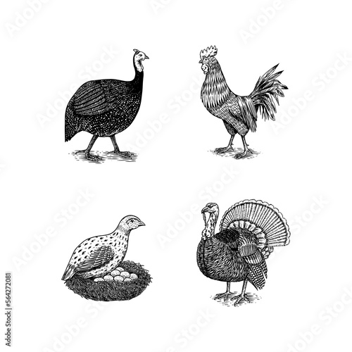 Domestic Chicken bird. Turkey  guinea fowl  goose  duck  quail. Hand drawn. Engraved Farm animal. Old monochrome sketch. Retro template.