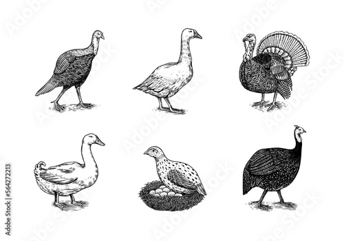 Domestic Chicken bird. Turkey  guinea fowl  goose  duck  quail. Hand drawn. Engraved Farm animal. Old monochrome sketch. Retro template.