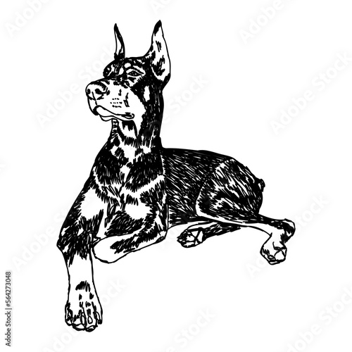 Doberman, dog, black and white vector illustration. Portrait. The head of a domestic animal. Tattoo. Clipart, laser cutting. Stock image isolated on white background.