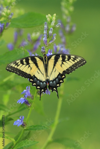 Eastern tiger swallowtail butterfly (papilio glaucus) female with blue lobelia (Lobelia siphilitica)