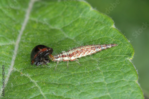 Larva of Green Lacewing (Chrysopa perla) with a hunted ladybird .
