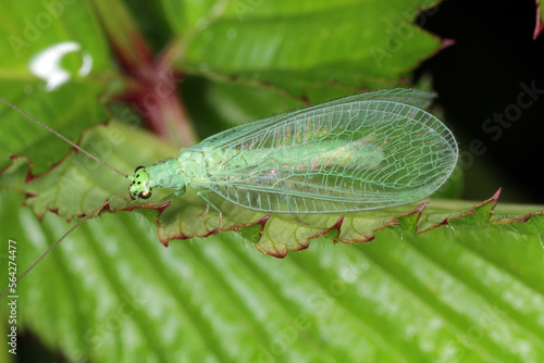 Green Lacewing (Chrysopa perla) hunting for aphids. It is an insect in the Chrysopidae family. The larvae are active predators and feed on aphids and other small insects.