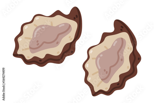 Oyster as Salt-water Bivalve Mollusc Seafood and Fresh Sea Product Vector Illustration