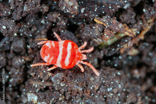 Red Velvet Mite or Rain Bug  Trombidiidae  walking on the ground.