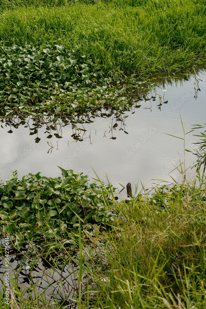 Water irrigation full of creepers at the rice paddy field. Water irrigation full of creepers at the rice paddy field.