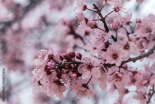 Cherry plum pink blossoms