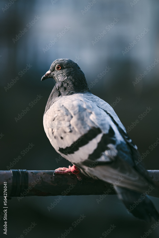 Fototapeta premium Pigeon sitting on rail. High quality photo