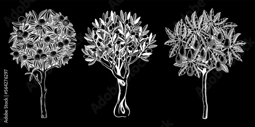 Sketched trees set with decorative fruit, leaves and branches in engraving style. Hand-drawn yuzu, avocado and olive illustrations collection. Botanical drawings on chalkboard