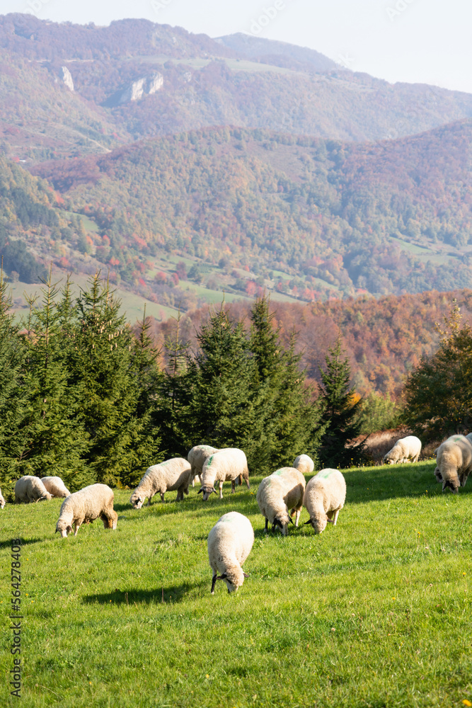 Fototapeta premium Sheep graze in a pasture in the mountains