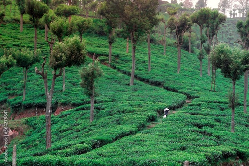 Tea plantation