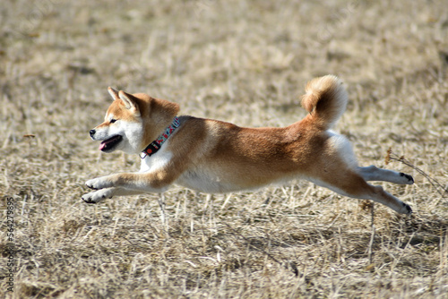 Shiba inu running in the field
