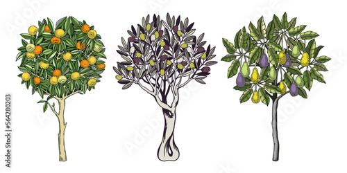 Sketched trees set with decorative fruit, leaves and branches in engraving style. Hand-drawn yuzu, avocado and olive illustrations collection. Botanical drawings in color