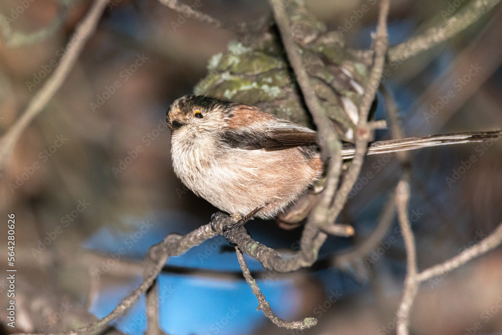 Obraz premium Long-tailed tit perched on a tree branch