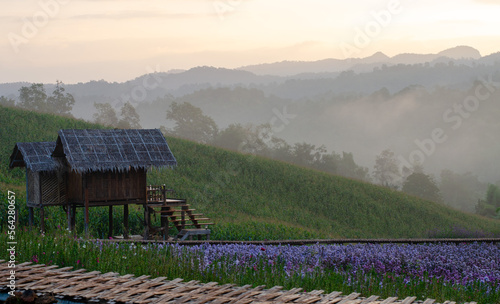 Beautiful peaceful garden at Phu Pha Muak homestay in Chiang Dao district, Thailand photo