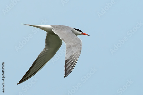 Common tern in fast flight, closeup. Flying in the blue sky. Genus Sterna hirundo.