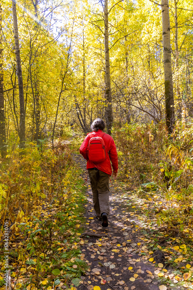 A brunet man with a red backpack walks along a narrow path in a golden autumn forest. View from the back