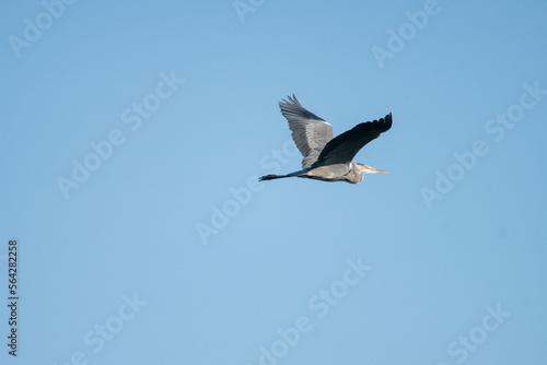 Czapla siwa  Ardea cinerea  w locie na tle b    kitnego nieba