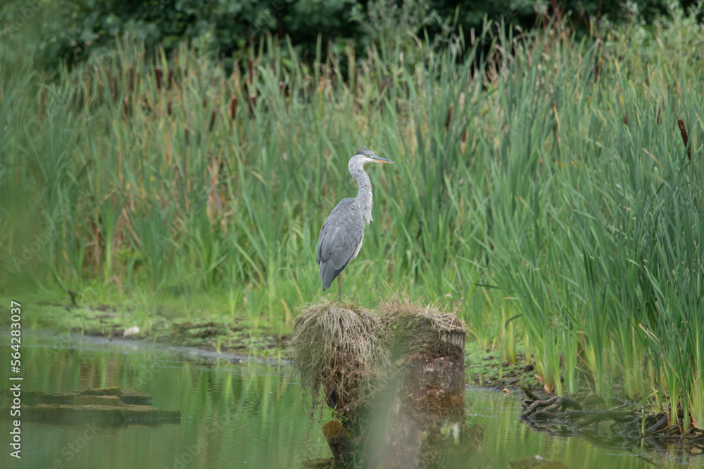 Czapla siwa (Ardea cinerea) na bagnie czatuje na zdobycz Czapla siwa (Ardea cinerea) na bagnie czatuje na zdobycz