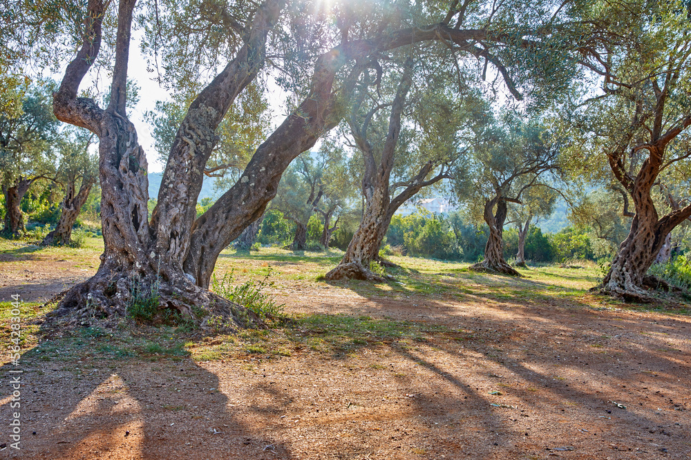 old olive trees in the Montenegro old olive trees in the Montenegro