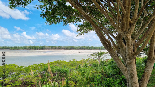 Landscape of a sunny day with white clouds  a tree in the foreground  below and in the background a forest and in the middle a beach with low tide with sandbanks appearing