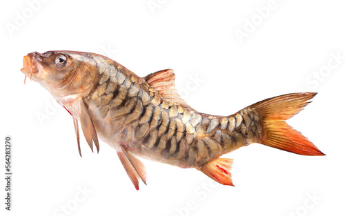 Carp mirror fish isolated on white background