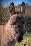 Close up of a young donkey, foal. A little disheveled and dirty but very cute.