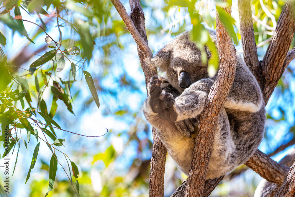 sweet wild koala sleeping on eucalyptus on kangaroo island in south australia, famous island full of koalas and wildlife