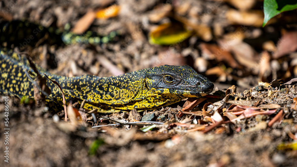 Fototapeta premium Portrait of beautiful australian lace monitor (Varanus varius) warming up in the sun in the Daintree Rainforest, Queensland, Australia