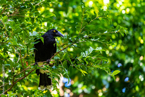 A beautiful, majestic pied currawong (Strepera graculina) sitting on a branch surrounded by green leafy scenery, Queensland, Australia