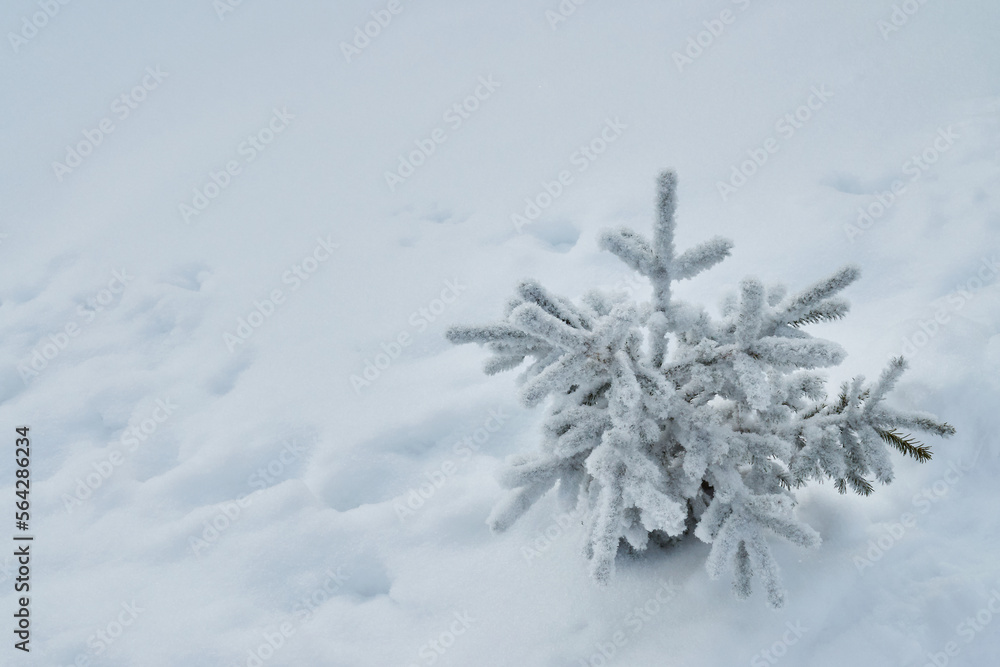 small Christmas tree in the snow. the young tree of the Christmas tree is covered with snow and barely rises above the snow cover small Christmas tree in the snow. the young tree of the Christmas tree is covered with snow and barely rises above the snow cover