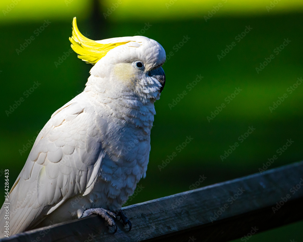 portrait of cute sulphur-crested cockatoo spotted in sydney; wildlife of new south wales in australia, cute australian parrot