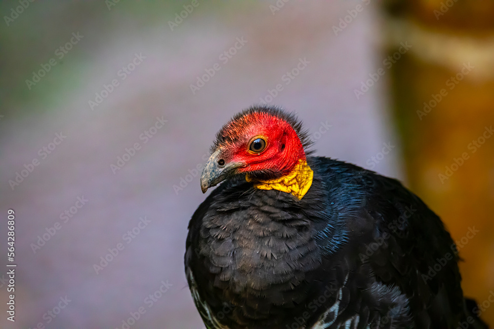 portrait of Australian brushturkey observed near millaa millaa waterfall in atherton tablelands, queensland, australia; colorful australian wild bird portrait of Australian brushturkey observed near millaa millaa waterfall in atherton tablelands, queensland, australia; colorful australian wild bird