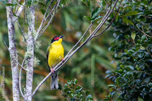 Beautiful colorful australasian figbird sitting on the branch and eating some red fruits. Bird was spotted in  atherton tablelands, Queensland, Australia