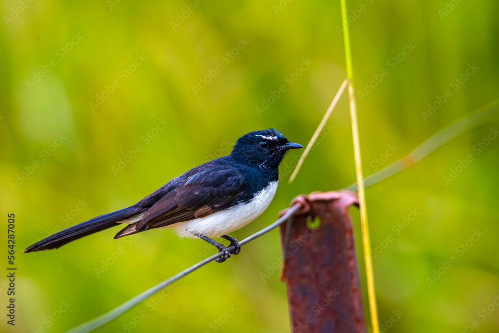 Foto de portrait of a cute willy (or willie) wagtail (Rhipidura