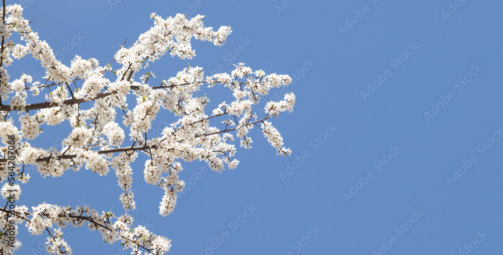 Spring bloom white flowers. Cherry blossom twigs Spring bloom white flowers. Cherry blossom twigs