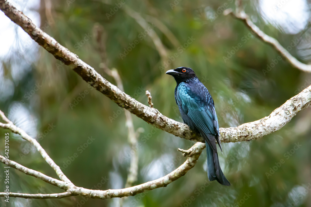 unique colorful bird spangled drongo sitting on the branch in atherton tablelands, queensland, australia, wildlife of australian rainforest