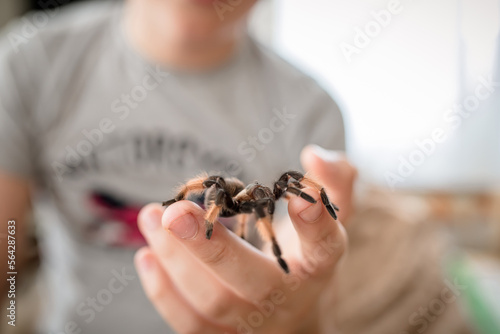 Fotobehang A big scary spider crawls over a child's arm