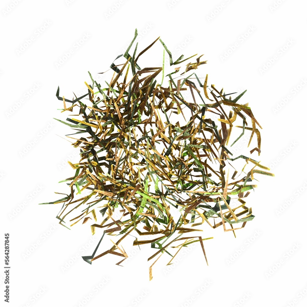 wild field grass, top view, isolated on white background, 3D illustration, cg render wild field grass, top view, isolated on white background, 3D illustration, cg render