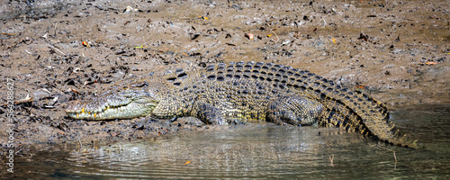 massive saltwater crocodile resting on the sand on the bank of the mowbray river near daintree rainforest and cairns in queensland, australia, dangerous wild animals of australia