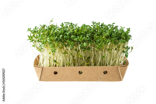 Fotografie Watercress salad, cress salad, microgreens, small green leaves and stems in pape