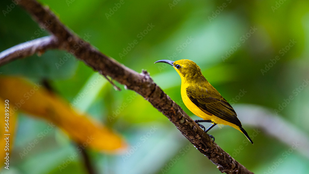 Obraz premium Beautiful shiny and colorful bird, female olive-backed sunbird, spotted in Mission Beach in Queensland, Australia. Birds of Australia, widlife of Mission Beach.