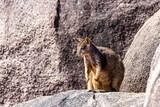 rock wallabie with joey in a pouch on the rocks on magnetic island in queensland, portrait of cute little kangaroo living on the rocks