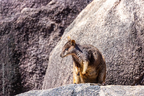 rock wallabie with joey in a pouch on the rocks on magnetic island in queensland, portrait of cute little kangaroo living on the rocks photo