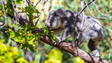 cute wild koala actively walking on eucalyptus branches on magnetic island in queensland, famous island full of koalas on forts walk trail
