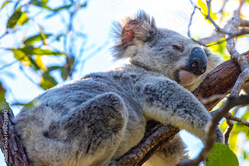 Fototapeta Naklejka Na Ścianę i Meble -  sweet wild koala resting on eucalyptus branches on magnetic island in queensland, a famous island full of koalas on the forts walk trail