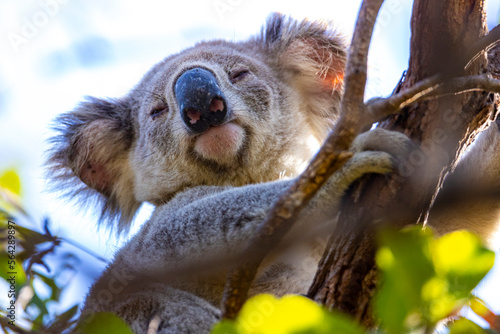 Canvas Print sweet wild koala resting on eucalyptus branches on magnetic island in queensland