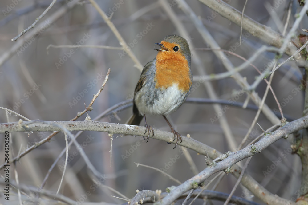 A male robin ( Erithacus rubecula) in winter plumage is photographed on the branches of a tree in its natural habitat. Details of plumage and identifying features of the bird are clearly visible A male robin ( Erithacus rubecula) in winter plumage is photographed on the branches of a tree in its natural habitat. Details of plumage and identifying features of the bird are clearly visible