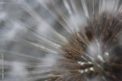 Dandelion seeds with fluff, macro.