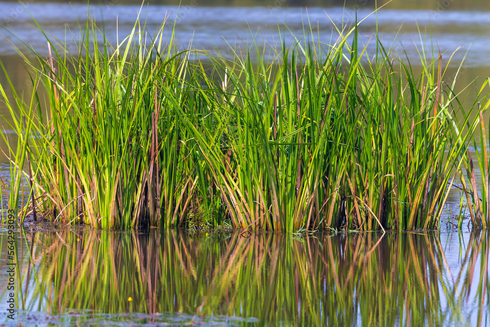 Bau Sau (Crocodile Lake), Nam Cat Tien National Park, Vietnam Bau Sau (Crocodile Lake), Nam Cat Tien National Park, Vietnam